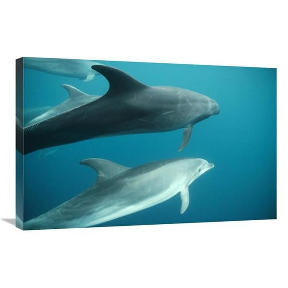 20 x 30 in. Bottlenose Dolphin Pod Underwater, Roca Redonda, Galapagos Islands, Ecuador Art Print - Tui De Roy
