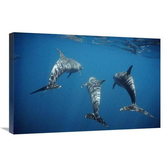 20 x 30 in. Bottlenose Dolphin Trio Underwater, Galapagos Islands, Ecuador Art Print - Tui De Roy