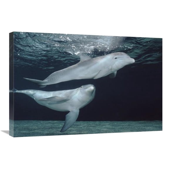 20 x 30 in. Bottlenose Dolphin Underwater Pair, Hawaii Art Print - Flip Nicklin