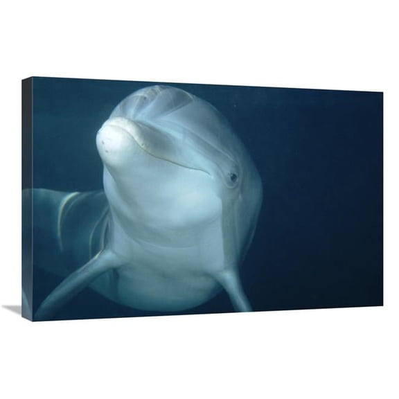 20 x 30 in. Bottlenose Dolphin Underwater Portrait, Captive Animal, Hawaii Art Print - Flip Nicklin