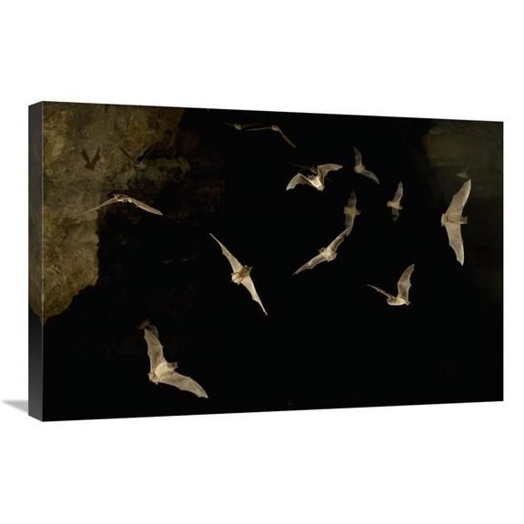 20 x 30 in. Brazilian Free-Tailed Bat Group Emerging From James Eckert River Bat Cave at Dusk, Texas Art Print - Michael Durham