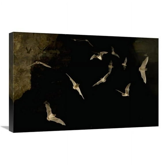 20 x 30 in. Brazilian Free-Tailed Bat Group Emerging From James Eckert River Bat Cave at Dusk, Texas Art Print - Michael Durham