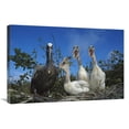 thumbnail image 1 of 20 x 30 in. Brown Pelican Chicks Begging From Parent, Galapagos Islands, Ecuador Art Print - Tui De Roy, 1 of 1