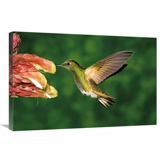 20 x 30 in. Buff-Tailed Coronet Hummingbird Feeding on Flower, Andes, Ecuador Art Print - Tom Vezo