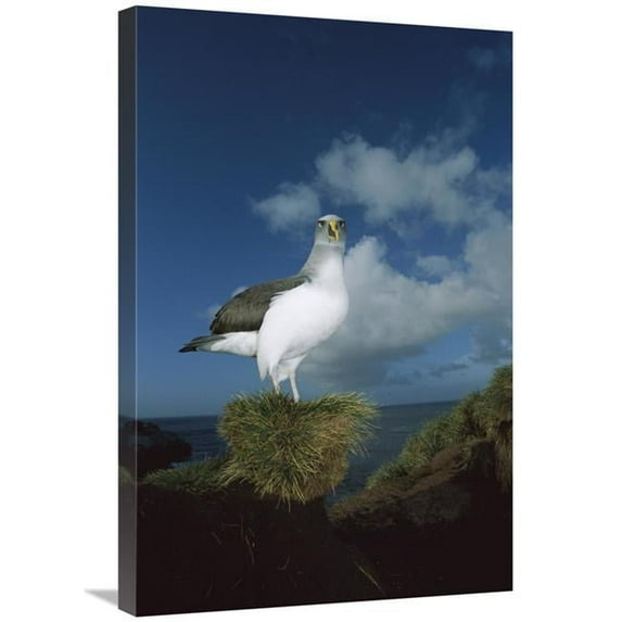 20 x 30 in. Bullers Albatross Breeding Adult with Colorful Bill, Snares Islands, New Zealand Art Print - Tui De Roy