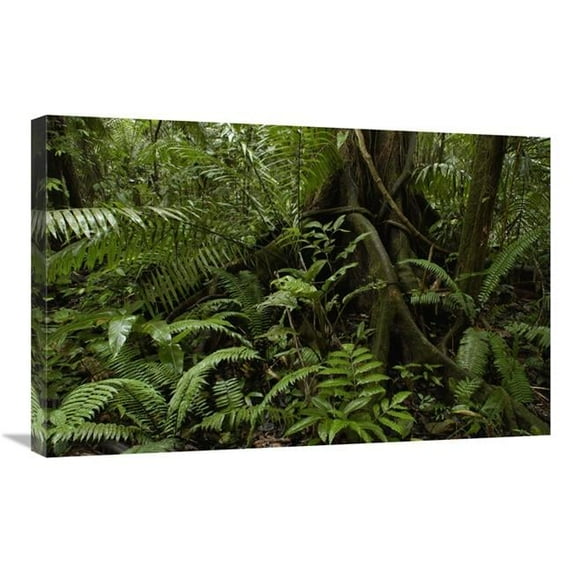 20 x 30 in. Buttress Roots & A Variety of Plant Life in the Rainforest, Yasuni National Park, Ecuador Art Print - Pete Oxford