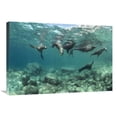 thumbnail image 1 of 20 x 30 in. California Sea Lions Playing Underwater, Isla Espiritu Santo, Baja, Mexico Art Print - Flip Nicklin, 1 of 1