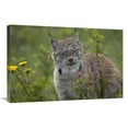 thumbnail image 1 of 20 x 30 in. Canada Lynx Portrait, North America Art Print - Tim Fitzharris, 1 of 1