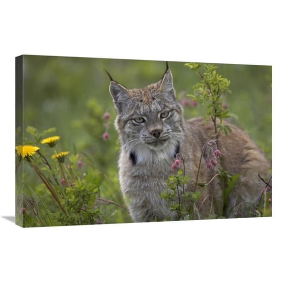 20 x 30 in. Canada Lynx Portrait, North America Art Print - Tim Fitzharris