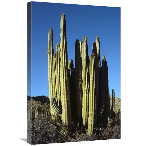 20 x 30 in. Cardon Cacti, Santa Catalina Island, Sea of Cortez, Baja California, Mexico Art Print - Tui De Roy
