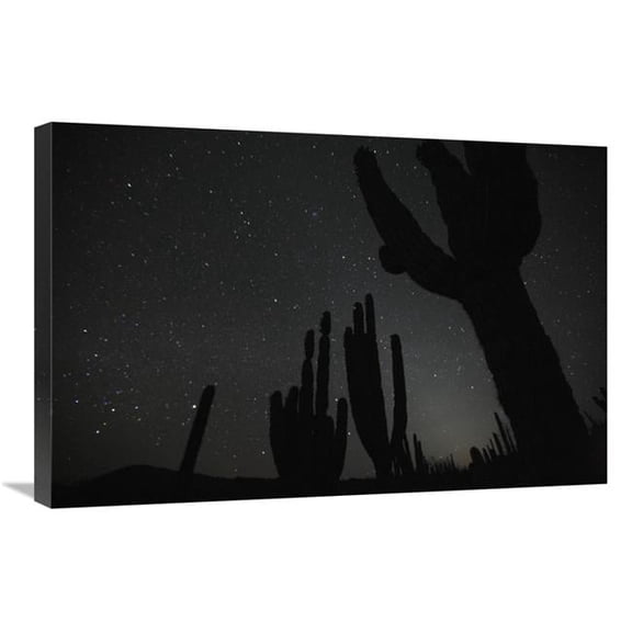 20 x 30 in. Cardon Cacti by Night with Stars, El VIzcaino Biosphere Reserve, Mexico. Sequence 2 of 2 Art Print - Cyril Ruoso