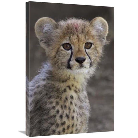 20 x 30 in. Cheetah Cub Portrait, Native to Africa Art Print - San Diego Zoo