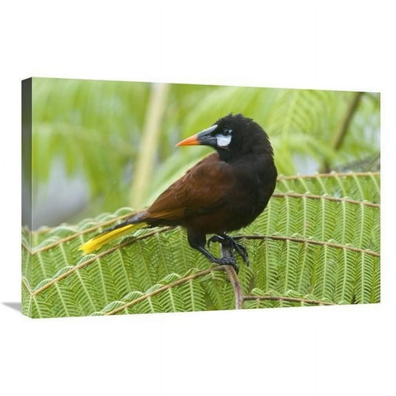 20 x 30 in. Chestnut-Headed Oropendola, Costa Rica Art Print - Steve Gettle