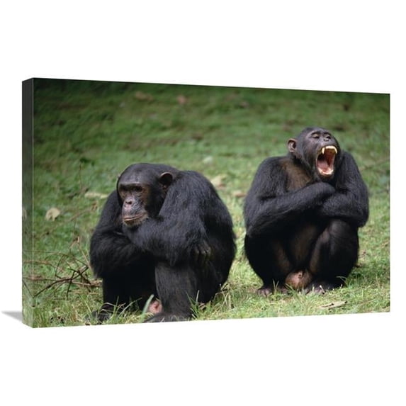 20 x 30 in. Chimpanzee Pair Interacting, Gombe Stream National Park, Tanzania Art Print - Gerry Ellis