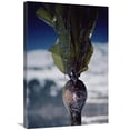 thumbnail image 1 of 20 x 30 in. Close-Up of Oil-Covered Kelp, Exxon Valdez Oil Spill, Alaska Art Print - Flip Nicklin, 1 of 1