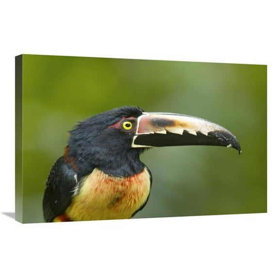 20 x 30 in. Collared Aracari, Costa Rica Art Print - Steve Gettle