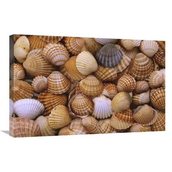 20 x 30 in. Common Cockle Close Up of Shells, Europe Art Print - Duncan Usher