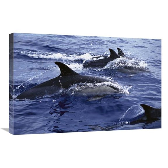 20 x 30 in. Common Dolphin Pod Swimming At Surface Art Print - Flip Nicklin