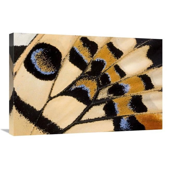 20 x 30 in. Common Lime Butterfly Wing Detail Showing False Eyespot, Asia Art Print - Ingo Arndt