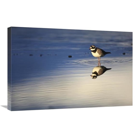 20 x 30 in. Common Ringed Plover, West Fjords, Iceland Art Print - Cyril Ruoso