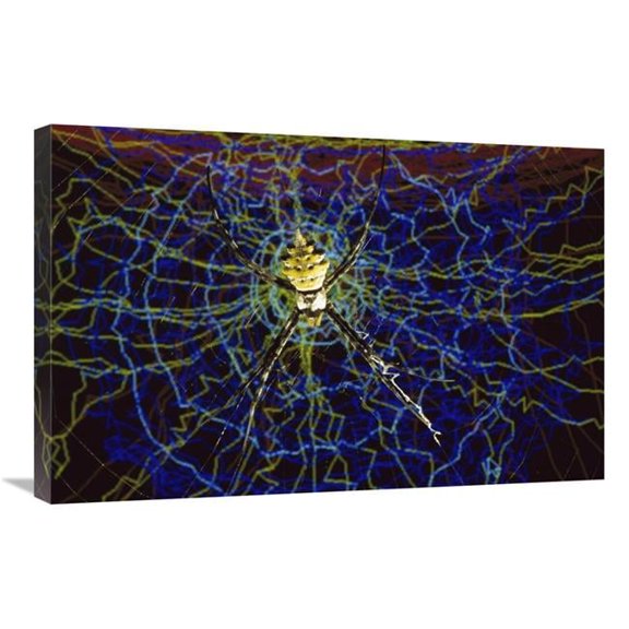 20 x 30 in. Computer Simulation of A Spider Spinning Its Web, Denmark Art Print - Heidi And Hans-Juergen Koch