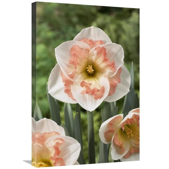 20 x 30 in. Daffodil Pink Wonder Variety Flowers Art Print - Visionspictures