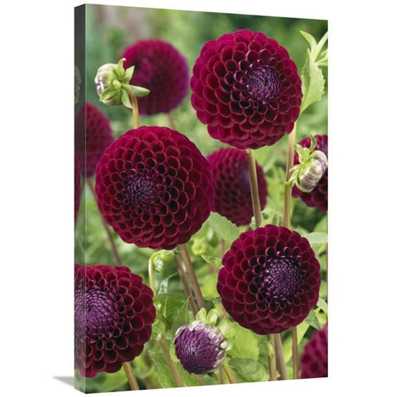 20 x 30 in. Dahlia Downham Royal Variety Flowers Art Print - Visionspictures
