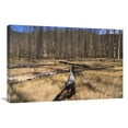 thumbnail image 1 of 20 x 30 in. Deer Plateau After 1990 Forest Burn Near Blackmail, Yellowstone NP, Wyoming Art Print - Gerry Ellis, 1 of 1