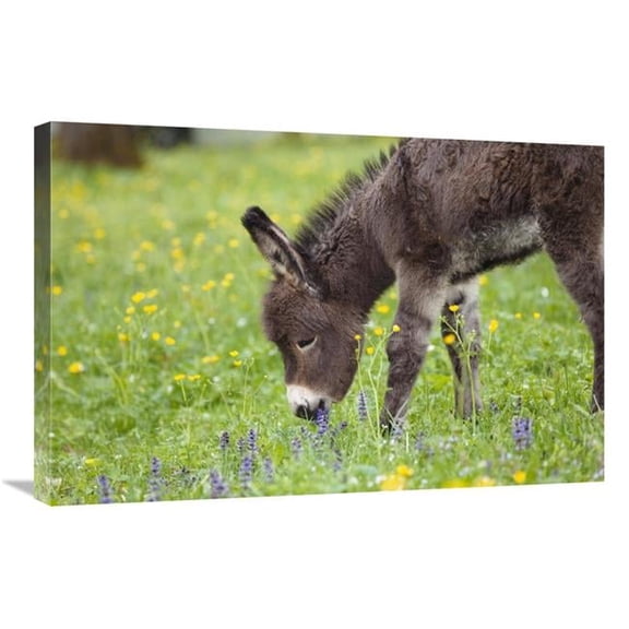 20 x 30 in. Donkey Foal Grazing, Bavaria, Germany Art Print - Konrad Wothe
