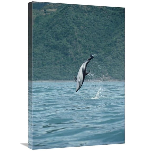 20 x 30 in. Dusky Dolphin Jumping, Kaikoura, New Zealand Art Print - Flip Nicklin