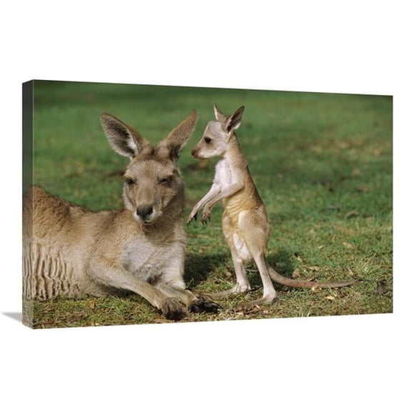 20 x 30 in. Eastern Grey Kangaroo Mother with Joey, Australia Art Print - Cyril Ruoso