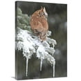 thumbnail image 1 of 20 x 30 in. Eastern Screech Owl Red Morph in Winter, Howell Nature Center, Michigan Art Print - Steve Gettle, 1 of 1