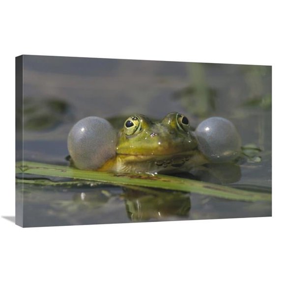 20 x 30 in. Edible Frog Croaking in Pond, Germany Art Print - Konrad Wothe