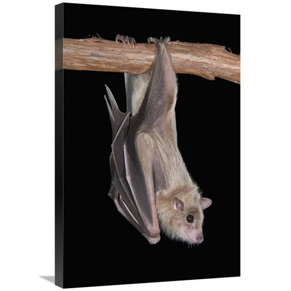 20 x 30 in. Egyptian Fruit Bat Roosting, Michigan Art Print - Steve Gettle