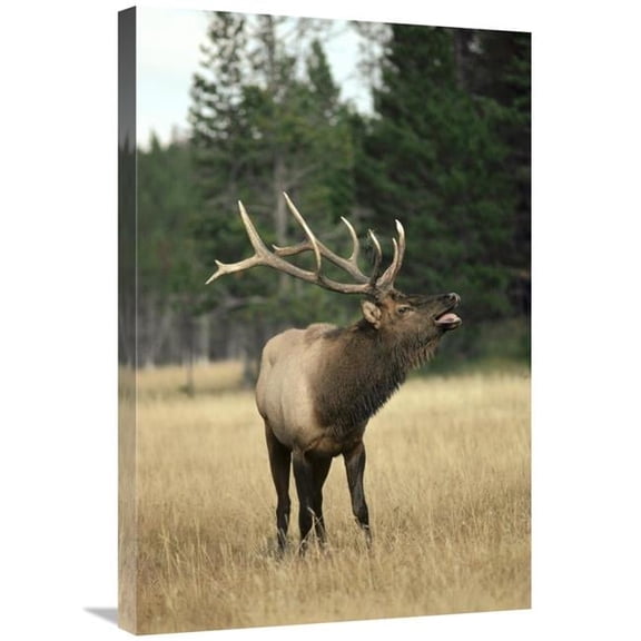 20 x 30 in. Elk Male Bugling During Rut,Autumn, Yellowstone National Park, Wyoming Art Print - Michael Quinton