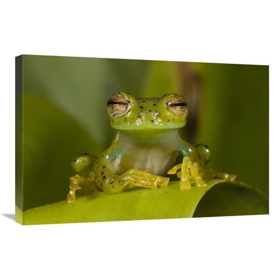 20 x 30 in. Emerald Glass Frog, Northwest Ecuador Art Print - Pete Oxford
