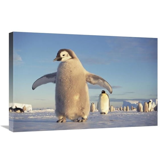 20 x 30 in. Emperor Penguin Chick on Fast Ice, No-Name Rookery, Princess Martha Coast, Weddell Sea, Antarctica Art Print - Tui De Roy