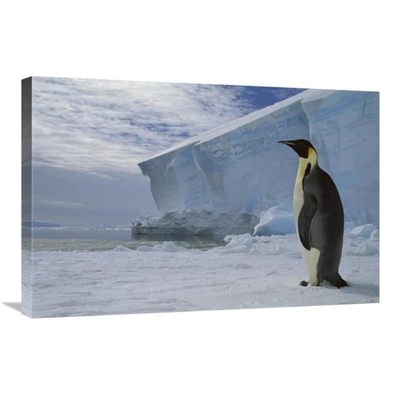 20 x 30 in. Emperor Penguin on Sea Ice in Midnight Twilight, Ekstrom Ice Shelf, Antarctica Art Print - Tui De Roy