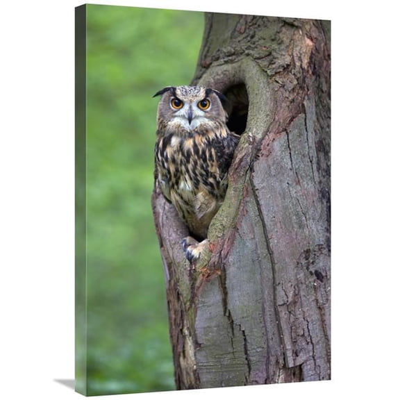 20 x 30 in. Eurasian Eagle-Owl Looking Out From A Tree Cavity, Netherlands Art Print - Rob Reijnen