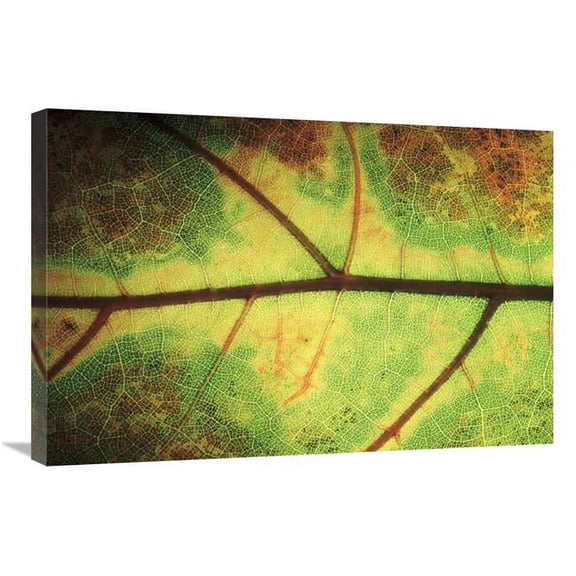 20 x 30 in. European Beech Detail of Leaf Showing Venation, Europe Art Print - Jan Vermeer