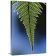 thumbnail image 1 of 20 x 30 in. Fern Frond, New Zealand Art Print - Ingrid Visser, 1 of 1