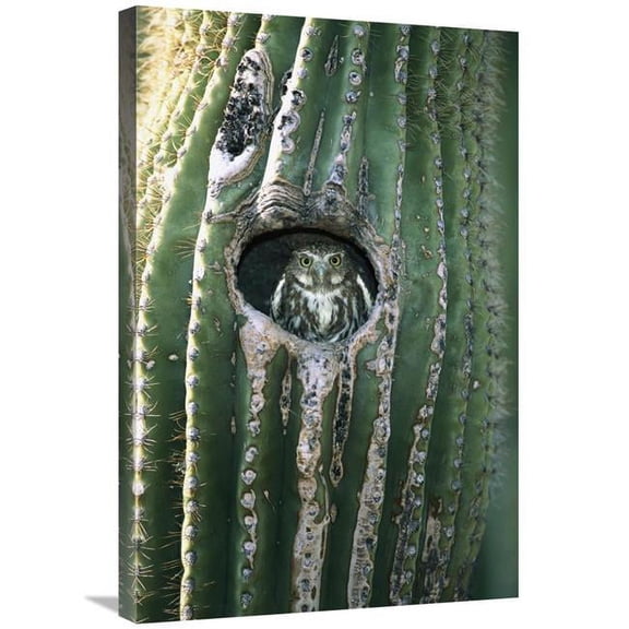 20 x 30 in. Ferruginous Pygmy Owl in Saguaro Cactus, Altar Valley, Arizona Art Print - Tom Vezo