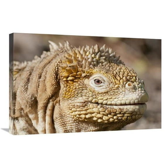 20 x 30 in. Galapagos Land Iguana Portrait, Galapagos Islands, Ecuador Art Print - Tui De Roy