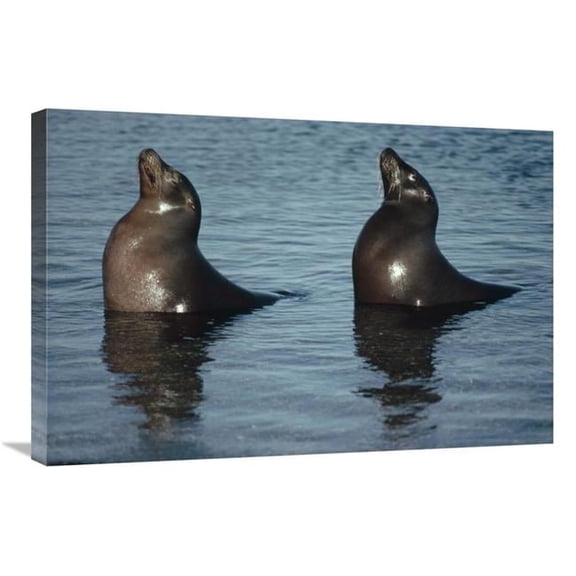 20 x 30 in. Galapagos Sea Lion Pair Sunning in Tide Pool, Galapagos Islands, Ecuador Art Print - Tui De Roy