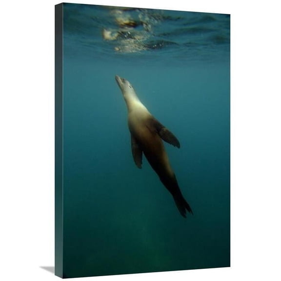 20 x 30 in. Galapagos Sea Lion Underwater Off of Santiago Island, Galapagos Islands, Ecuador Art Print - Pete Oxford