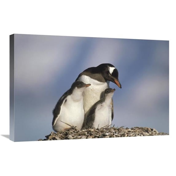 20 x 30 in. Gentoo Penguin Parent with Two Chicks on Nest, Antarctica Art Print - Gerry Ellis