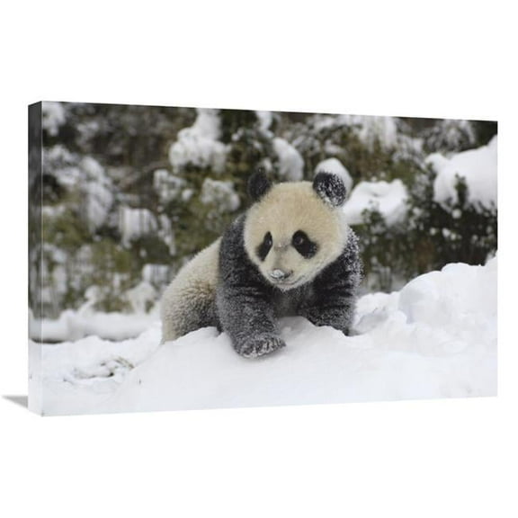 20 x 30 in. Giant Panda Cub Playing in the Snow, Wolong Nature Reserve, China Art Print - Katherine Feng