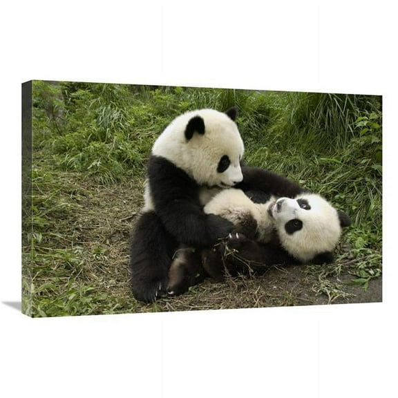 20 x 30 in. Giant Panda Cubs Playing, Wolong Nature Reserve, China Art Print - Katherine Feng
