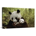 thumbnail image 1 of 20 x 30 in. Giant Panda Gongzhu & Cub in Bamboo Forest, Wolong Nature Reserve, China Art Print - Katherine Feng, 1 of 1