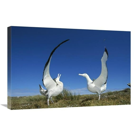 20 x 30 in. Gibsons Wandering Albatross Courtship Display, Adams Island, Aucklands Group, New Zealand Art Print - Tui De Roy